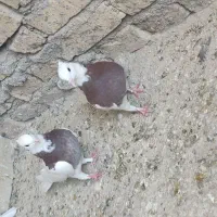 کبوتر طوقی