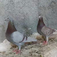جفتگاه فروشی
