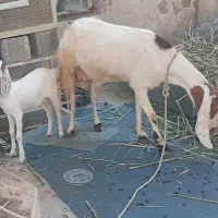 بز با دوتا کره ماده جوون نیس