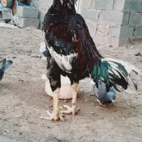 تخم مرغ لاری اصل