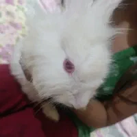 خرگوش