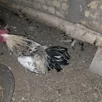 فروش خروس