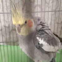 عروس هلندی مولد