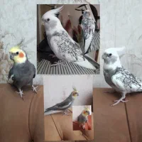 عروس هلندی رام و دستی جفت باقفس و لوازم