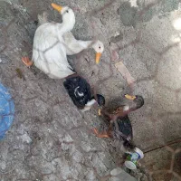 اردک شکم پُر مناسب گوشت و تخم