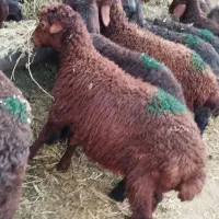 بره علف خور افشار مست