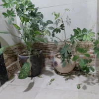 گل و گلدان