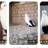 کبوتر دم سیاه گمشده