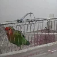 کوتوله برزیلی