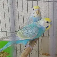فروش دو جفت مرغ عشق رینبو