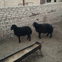 یک بره نر چاق یک بره ماده کیلیویی۷۲۰ هزار تومان