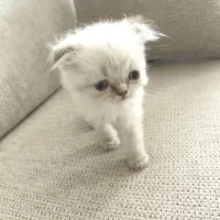 بچه گربه اسکاتیش