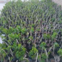 مو انگور ریشه دار