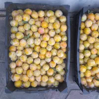 الو خورشتی درجه یک محلی