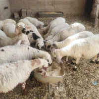 فروش گوسفند
