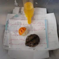 همستر کمپل