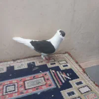 ماده دوبال ۳۵۰ تومان فقط بالش شکسته