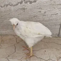 جوجه مرغ و خروس