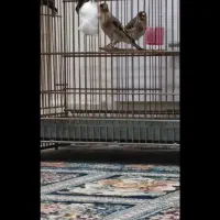 ماده سهره قواره دوبرابر نر