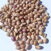 لوبیا چیتی ایرانی سالم و به صرفه