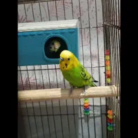 فروش یک جفت مرغ عشق