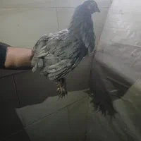 مرغ و خروس