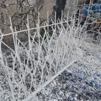 شاخ گوزنی