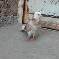 ماده شازده