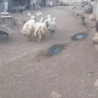 قوچ|حیوانات مزرعه|سیوان, |دیوار