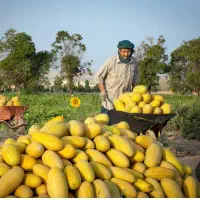 خربزه کار می‌خواهم