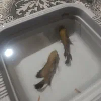 ماهی اسکار بزرگ