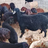 قوچ نر دو دندان موفر قره قزل