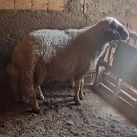 قوچ سنجابی اصیل