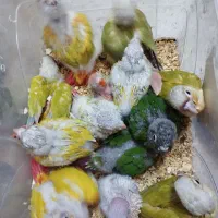 گرینچیک دایلوت نرمال مینت سرلاکی و نرم خور