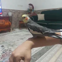 عروس هولندی نر سخنگو