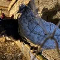 مرغ پاپر
