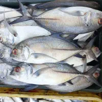 ماهی دریای جنوب سرخو قباد هوور پرستو کپور حلواصافی