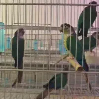 تراکوئیس جفت مولد