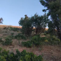 فروش فوری زمین باغی در روستای احمد کندی