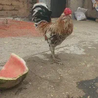 یک خروس