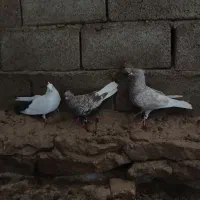 کفتر|پرنده|شیروان (خراسان), |دیوار