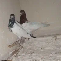 کفترتهرانی و زاغ قرمز معاوضه