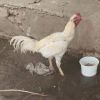 خوروس لاری اصیل