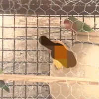 طوطی کتوله