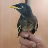 پرنده