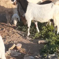 بزومیش|حیوانات مزرعه|باوی, |دیوار