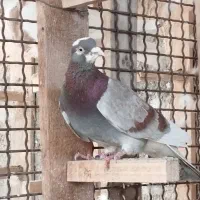 کبوتر کبوتر