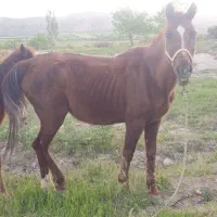 اسب درشوری مادیان و دوتا کره اسب