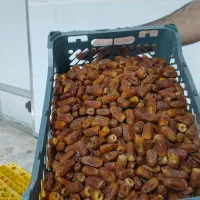 فرصت ویژه برای فروشندگان و صادرکنندگان خرما