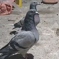 کبوتر پلاکی نر